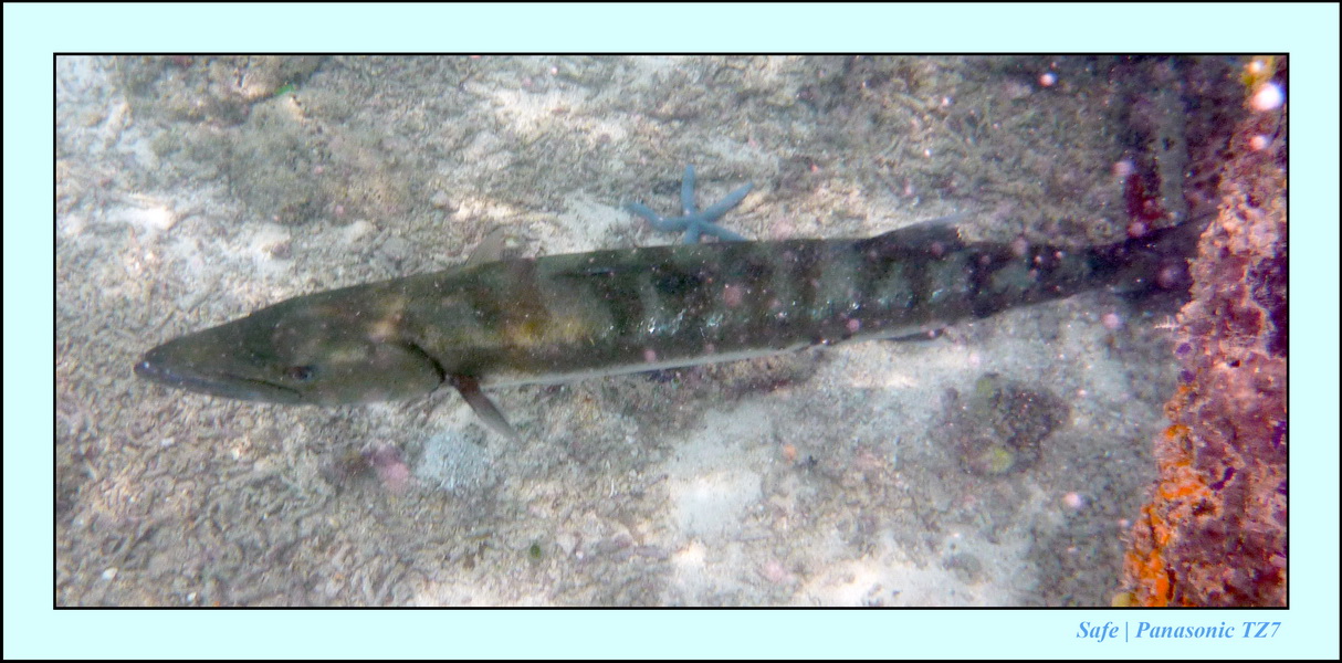 2009    07   Kapalai 15